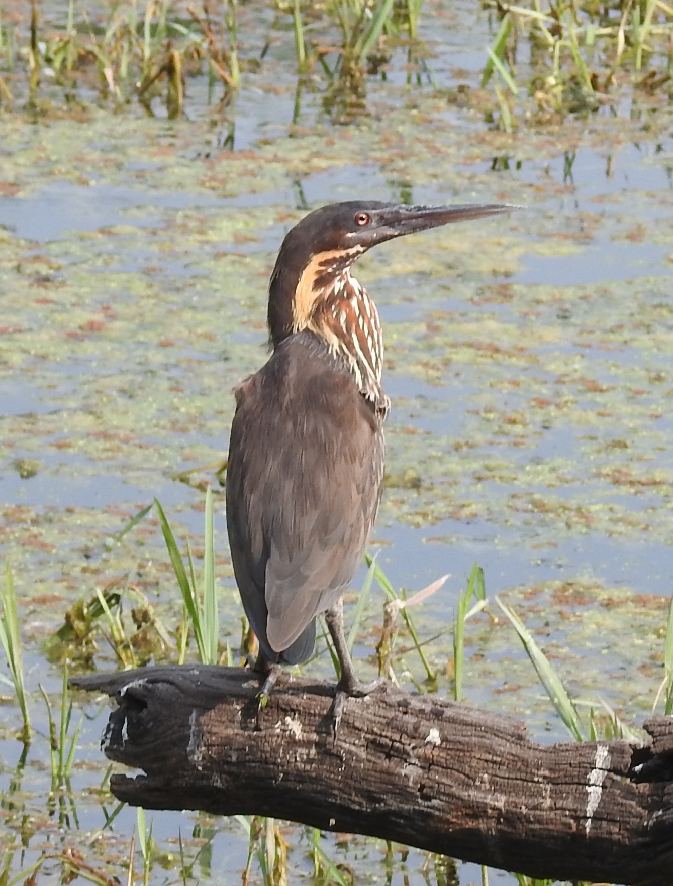 image Black Bittern
